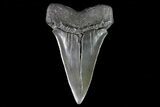 Large, Fossil Mako Shark Tooth - Georgia #75093-1